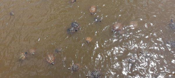 Bunch of turtles in the pond