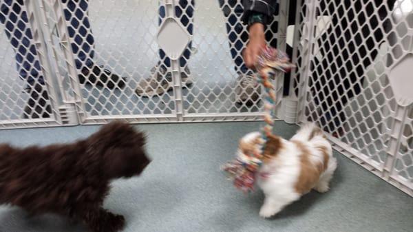 Part of the puppy socialization class. Very well attended and great group of people she has in her class as well.