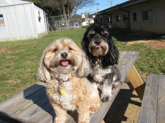 Suki and Sadie enjoying a beautiful day at Daycare!