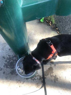 The water fountain for humans and pets :) yay! I didn't notice how many there were or any trash cans though