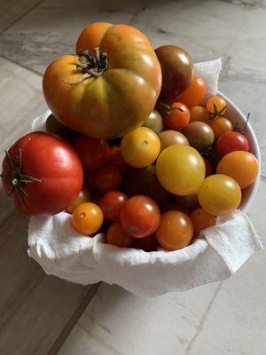 How could I forget to show you the tomatoes??