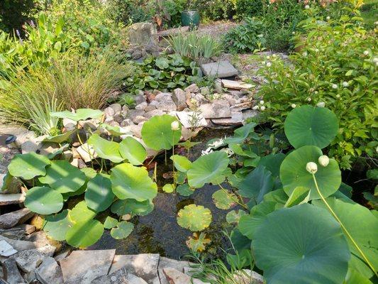 Lotus pond in the Japanese garden