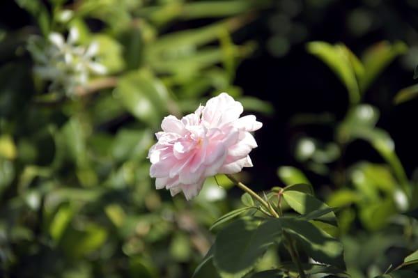 A detail shot of some of Gardens Inc.'s work.