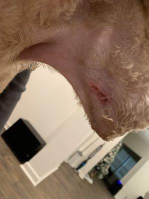 My dog's cut caused by this groomer