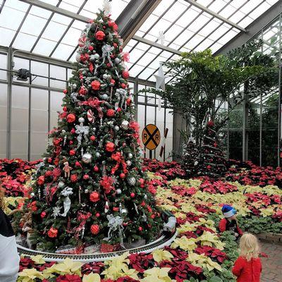 large tree in the reception area