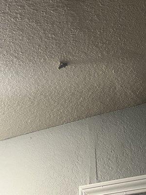 Squirrel dug a hole in the ceiling