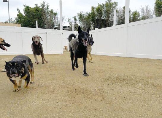 Super clean, updated facility in Santee. Your dog will love it here.