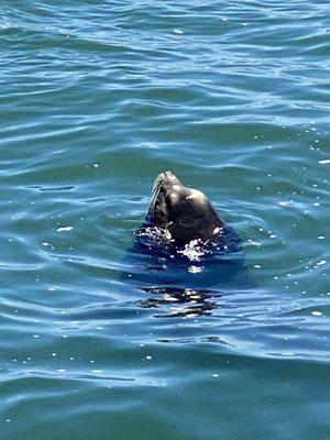 Big sea lion