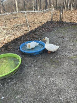 These boys love their pool time.