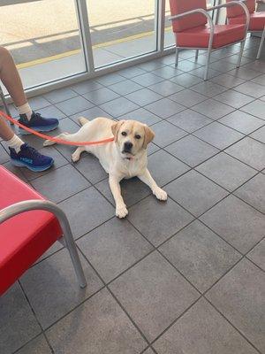 Cody in the waiting area of Discount Tire in Florence, South Carolina.