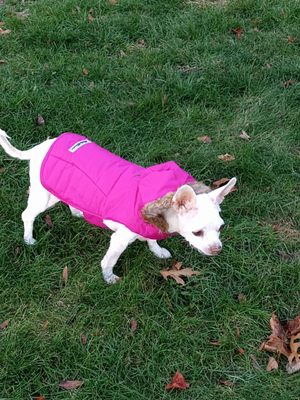 Lily with her new vest..