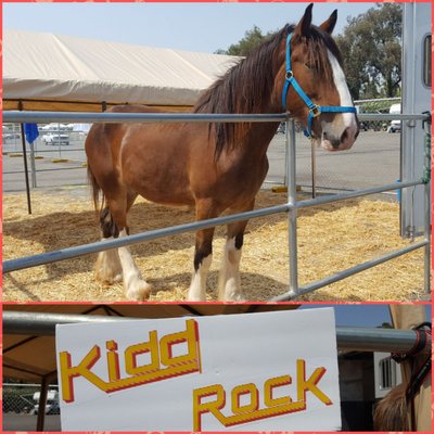 Horses Healing Heroes