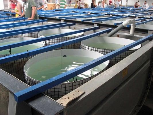 Larger tanks of kemp's ridley sea turtles taken July 26, 2008 at the NOAA Sea Turtle Facility, Galveston, TX.