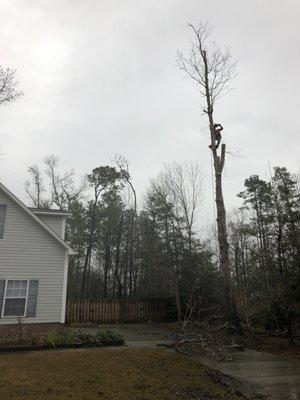 CNT Tree Service