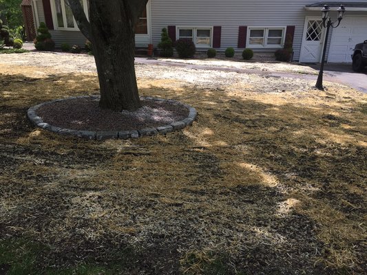 Belgium block landscape / hard scape around trees