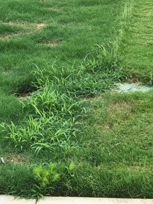 neighbors lawn mowed by Shurburtt