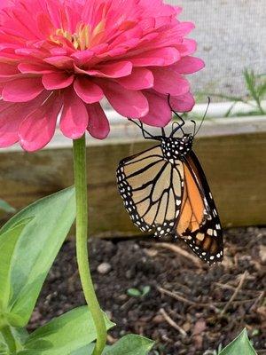 Monarch butterfly on pink Zinnia