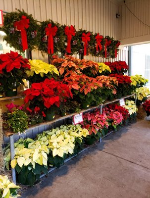 Poinsettias and Christmas cactus