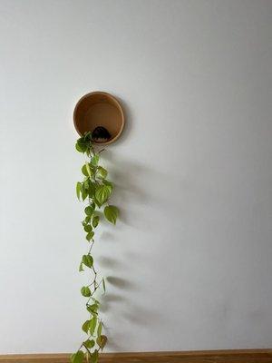 Wall plants