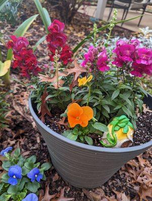 Pretty planters on the back patio. New snapdragons and pansys