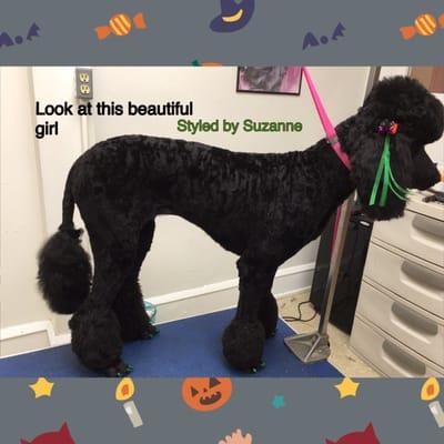 Groomed by owner Diane's daughter Suzanne. Studied and trained under mentor certified Diane Milazzo. Suzanne has been grooming for 6+ years.