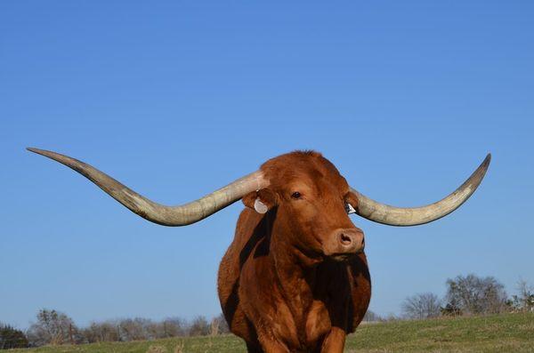 Longhorn Cattle