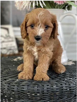 cavapoo