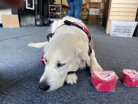 Tommy the service dog in training at Pawsitivity Service Dogs approves of these new patches that the charity got at Rebel Ink Printing!