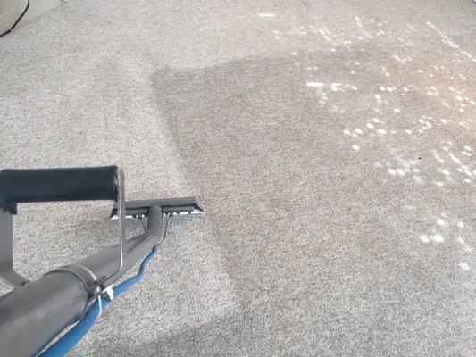 Wizard Carpet & Rug Cleaning