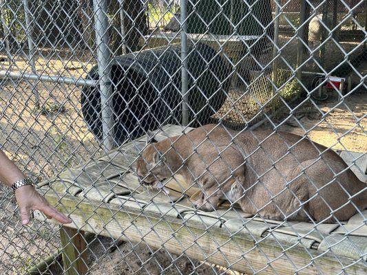 Bear Creek Feline Center