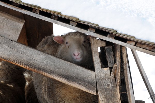 Woolly sheep warm in winter