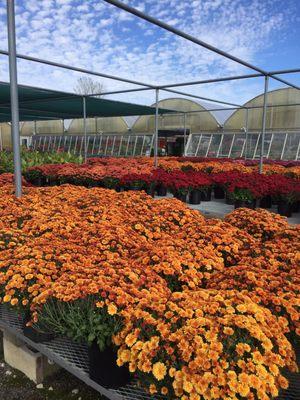 Beautiful mums! Great price.