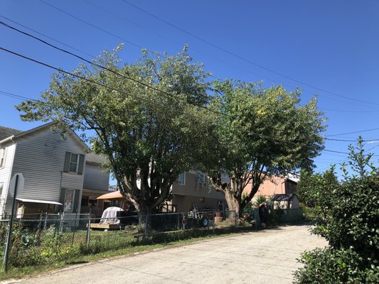 RBJ Tree Service after trimming