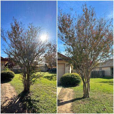 We care for all trees and plants, no matter their size. This crepe myrtle needed a little TLC which we were happy to give!