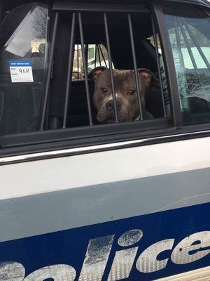 Blue - not as guilty as he looks:  Facts can be a dog's best friend.