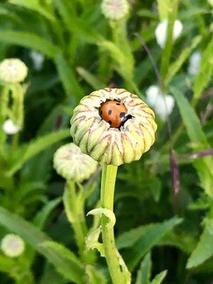 Ladybug getting ready to go to sleep.