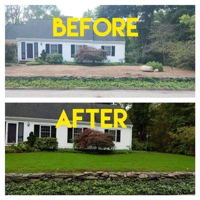 A dead lawn can be transformed weight a complete lawn renovation. "After" picture taken less than 10 days after completion of project.