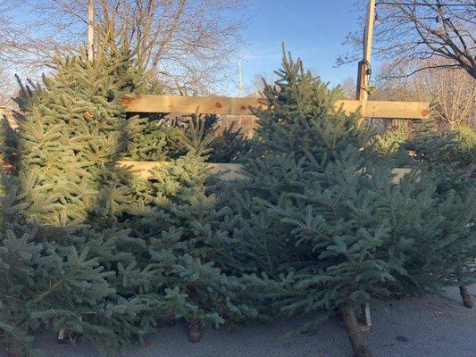 Trees awaiting their new homes