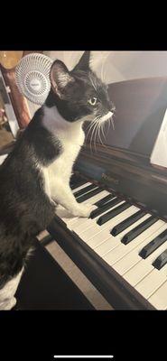 Cat playing piano