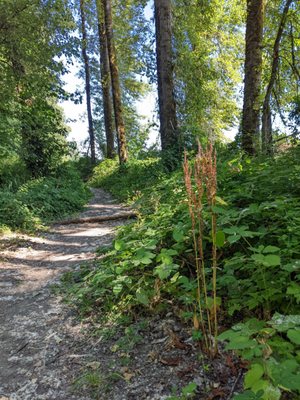 Sauvie Island Wildlife Area