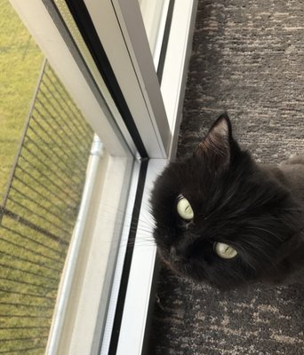 Angel enjoying the sun with her lion cut!