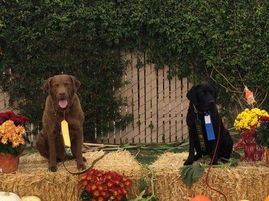 Boomers and Rio Rally Obedience wins.