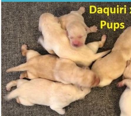 Belquest Conclusion Labradors litter of 8 puppys Daquiri x Poker. I was shown the pup top, left second one down, 'pink collar pup'