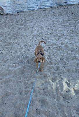 Before training, my dog used to pull the leash all the time.