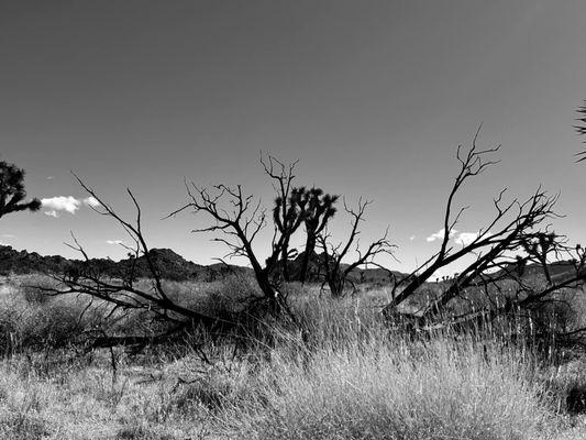 Joshua Tree Park & Recreation District