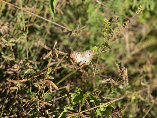 Caloosahatchee Creeks Preserve East