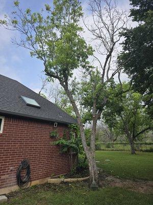 Trimmed dead limbs and off the roof