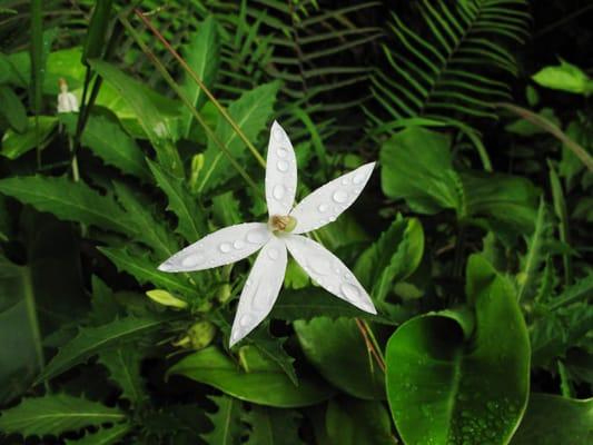 Raindrops on a flower in Mata Atlantica, Brazil.