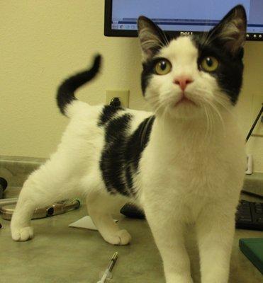 SERGIO had his first Exam at ABQ Cat Clinic. 1st exam is always free for new adoptions! Call for more information, or visit abqcatclinic.com