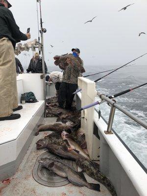 36 Lingcod in 28 minutes. 9/16/20